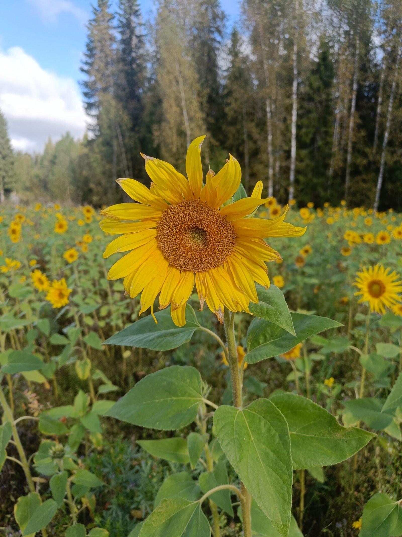 Kouluttajan kansikuva